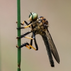 Unidentified Robber fly (Asilidae) at Tralee, NSW - 25 Jan 2024 by RomanSoroka