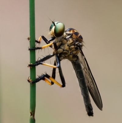 Unidentified Robber fly (Asilidae) at Tralee, NSW - 25 Jan 2024 by RomanSoroka