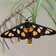 Amata (genus) (Handmaiden Moth) at QPRC LGA - 25 Jan 2024 by RomanSoroka