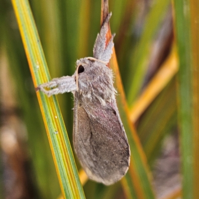 Oncopera (genus) (A Bardie moth) at Braidwood, NSW - 5 Feb 2024 by MatthewFrawley