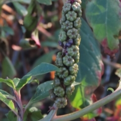 Phytolacca octandra (Inkweed) at Majors Creek, NSW - 10 Jun 2023 by AndyRoo