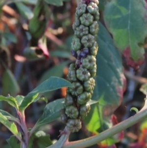 Phytolacca octandra at QPRC LGA - 10 Jun 2023