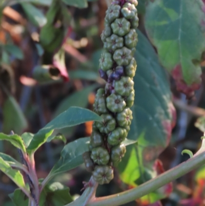 Phytolacca octandra (Inkweed) at Majors Creek, NSW - 10 Jun 2023 by AndyRoo