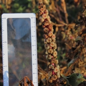 Phytolacca octandra at QPRC LGA - suppressed