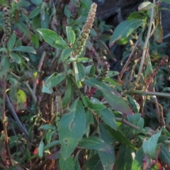 Phytolacca octandra at QPRC LGA - 10 Jun 2023