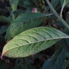 Phytolacca octandra at QPRC LGA - suppressed