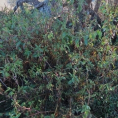 Phytolacca octandra at QPRC LGA - 10 Jun 2023