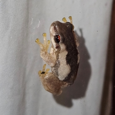 Litoria quiritatus (Screaming Tree Frog) at Braidwood, NSW - 5 Feb 2024 by MatthewFrawley