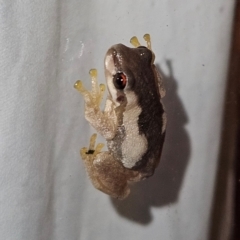 Litoria quiritatus (Screaming Tree Frog) at QPRC LGA - 5 Feb 2024 by MatthewFrawley