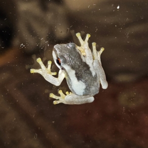 Litoria quiritatus at QPRC LGA - 5 Feb 2024 10:59 PM