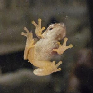 Litoria quiritatus at QPRC LGA - 5 Feb 2024