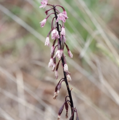 Dipodium punctatum (Blotched Hyacinth Orchid) at Chisholm, ACT - 25 Jan 2024 by RomanSoroka