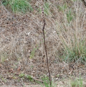 Dipodium punctatum at Chisholm, ACT - 25 Jan 2024