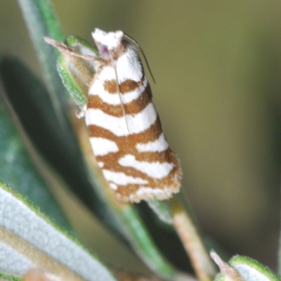 Technitis desmotana (A tortrix or leafroller moth) at Rendezvous Creek, ACT - 3 Feb 2024 by Harrisi