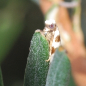 Technitis desmotana at Namadgi National Park - 3 Feb 2024