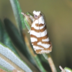 Technitis desmotana at Namadgi National Park - 3 Feb 2024