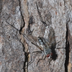 Unidentified Bristle Fly (Tachinidae) at Namadgi National Park - 2 Feb 2024 by Harrisi