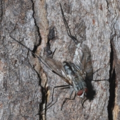 Prosena sp. (genus) at Booth, ACT - 2 Feb 2024 by Harrisi