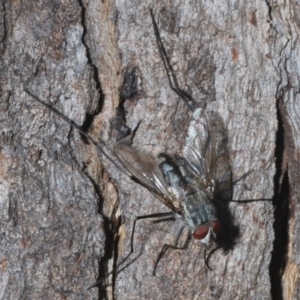 Dexiini (tribe) at Namadgi National Park - 2 Feb 2024 05:32 PM