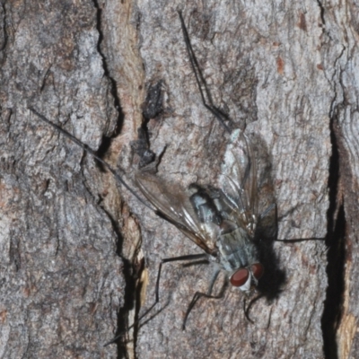 Dexiini (tribe) (A bristle fly) at Namadgi National Park - 2 Feb 2024 by Harrisi