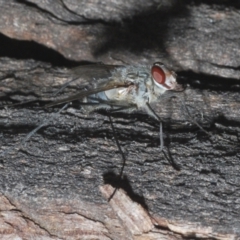 Dexiini (tribe) at Namadgi National Park - 2 Feb 2024 05:32 PM