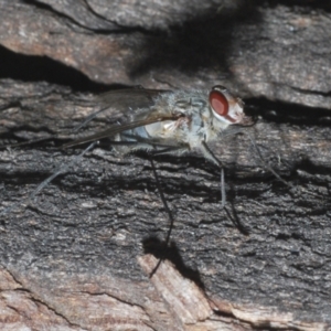 Dexiini (tribe) at Namadgi National Park - 2 Feb 2024 05:32 PM