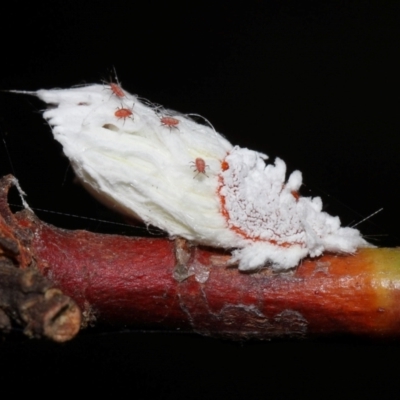 Icerya purchasi (Cottony cushion scale) at Capalaba, QLD - 4 Feb 2024 by TimL