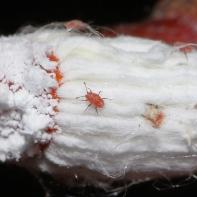 Icerya purchasi (Cottony cushion scale) at Capalaba, QLD - 4 Feb 2024 by TimL