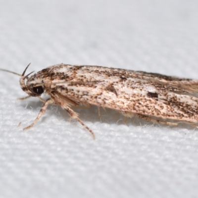 Ardozyga gypsocrana (A Gelechioid moth) at Jerrabomberra, NSW - 4 Feb 2024 by DianneClarke