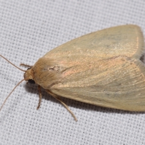 Leucania abdominalis at QPRC LGA - 4 Feb 2024