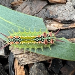 Doratifera quadriguttata (Four-spotted Cup Moth) at Burradoo, NSW - 5 Feb 2024 by GlossyGal