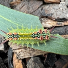 Doratifera quadriguttata (Four-spotted Cup Moth) at Wingecarribee Local Government Area - 5 Feb 2024 by GlossyGal