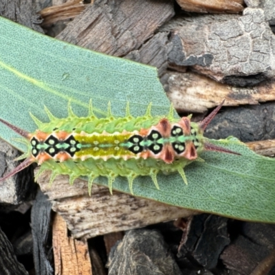 Doratifera quadriguttata (Four-spotted Cup Moth) at Burradoo - 5 Feb 2024 by GlossyGal