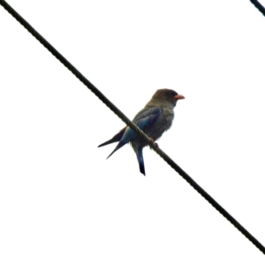 Eurystomus orientalis at Wollondilly Local Government Area - 30 Jan 2024 08:49 AM