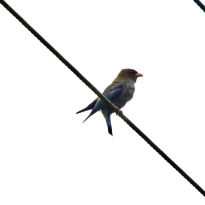 Eurystomus orientalis (Dollarbird) at Wollondilly Local Government Area - 30 Jan 2024 by GlossyGal