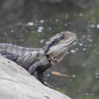 Intellagama lesueurii lesueurii (Eastern Water Dragon) at Tahmoor, NSW - 29 Jan 2024 by GlossyGal