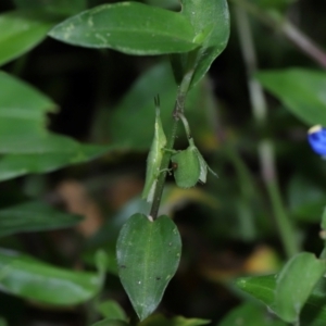 Atractomorpha similis at Capalaba, QLD - 4 Feb 2024