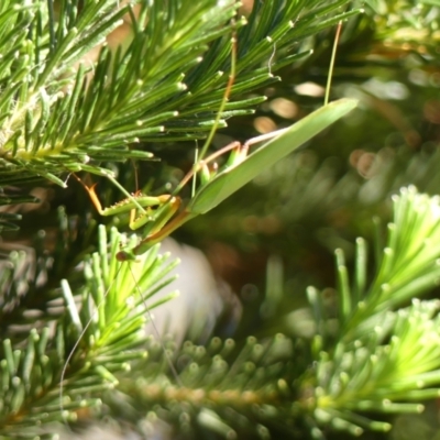 Pseudomantis albofimbriata (False garden mantis) at Braemar - 1 Feb 2024 by Curiosity