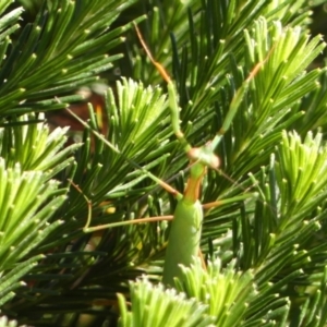 Pseudomantis albofimbriata at Wingecarribee Local Government Area - 2 Feb 2024