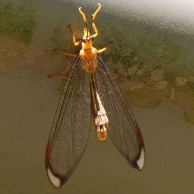 Nymphes myrmeleonoides (Blue eyes lacewing) at Braemar, NSW - 1 Feb 2024 by Curiosity