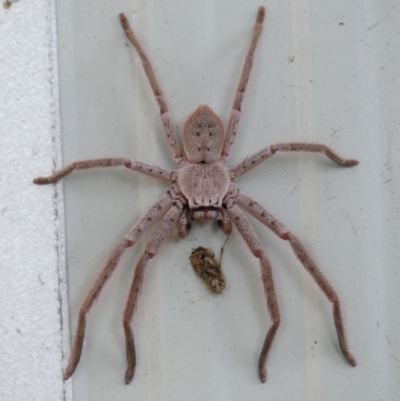 Isopeda sp. (genus) at Wingecarribee Local Government Area - 3 Feb 2024 by Curiosity