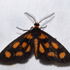 Asura cervicalis (Spotted Lichen Moth) at Jerrabomberra, NSW - 4 Feb 2024 by DianneClarke