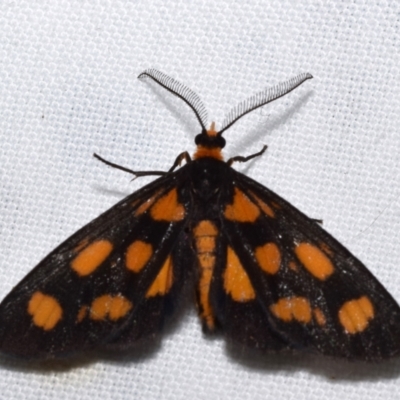 Asura cervicalis (Spotted Lichen Moth) at Jerrabomberra, NSW - 4 Feb 2024 by DianneClarke