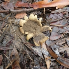 Scleroderma sp. (Scleroderma) at Queanbeyan West, NSW - 5 Feb 2024 by Paul4K