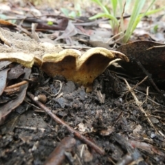 Scleroderma sp. at Bicentennial Park - 6 Feb 2024 07:15 AM