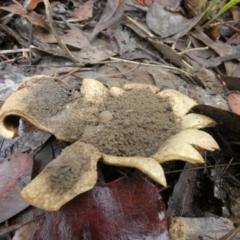 Scleroderma sp. at Bicentennial Park - 6 Feb 2024 07:15 AM