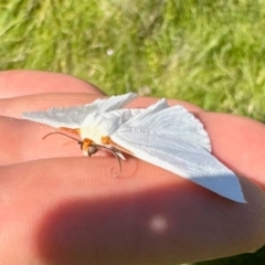 Thalaina selenaea (Orange-rimmed Satin Moth) at Tantawangalo, NSW - 2 Feb 2024 by KMcCue