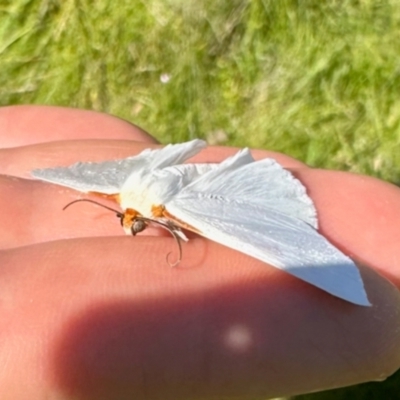 Thalaina selenaea (Orange-rimmed Satin Moth) at Tantawangalo, NSW - 2 Feb 2024 by KMcCue