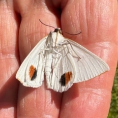 Thalaina selenaea at South East Forest National Park - 3 Feb 2024 10:23 AM