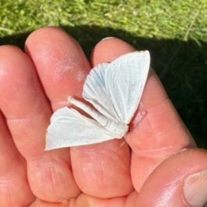 Thalaina selenaea at South East Forest National Park - 3 Feb 2024 10:23 AM